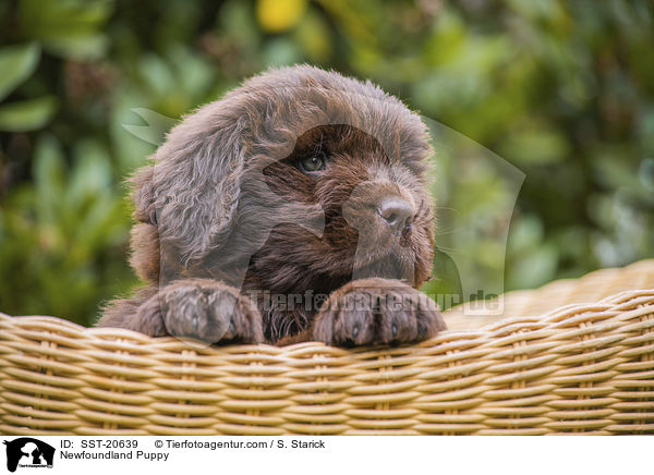 Neufundlnder Welpe / Newfoundland Puppy / SST-20639