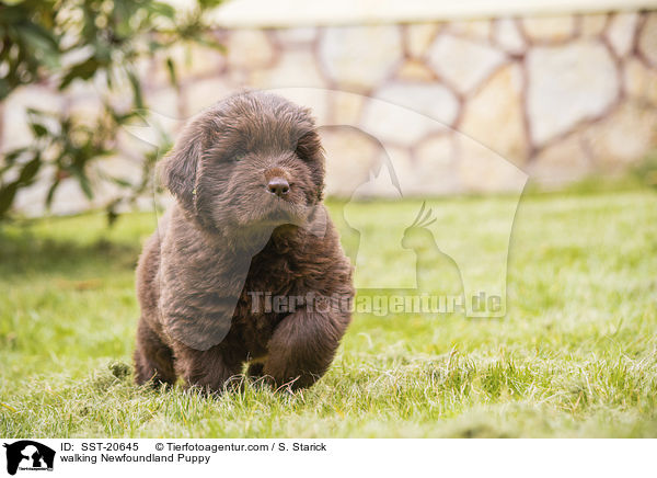 laufender Neufundlnder Welpe / walking Newfoundland Puppy / SST-20645