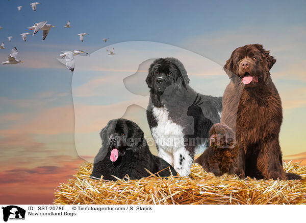 Neufundlnder / Newfoundland Dogs / SST-20786