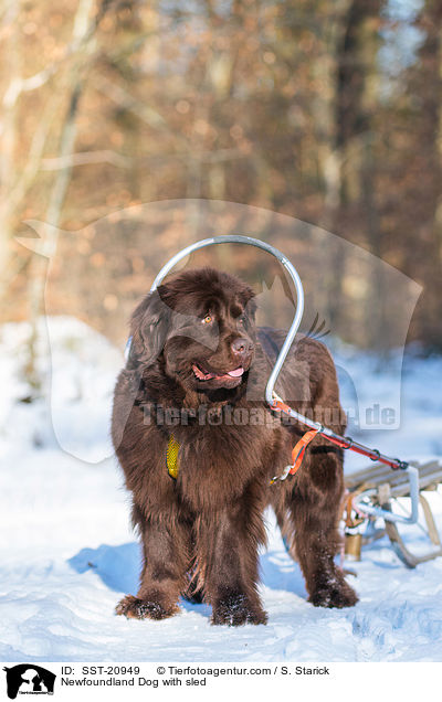 Neufundlnder vor dem Schlitten / Newfoundland Dog with sled / SST-20949