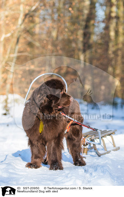 Neufundlnder vor dem Schlitten / Newfoundland Dog with sled / SST-20950