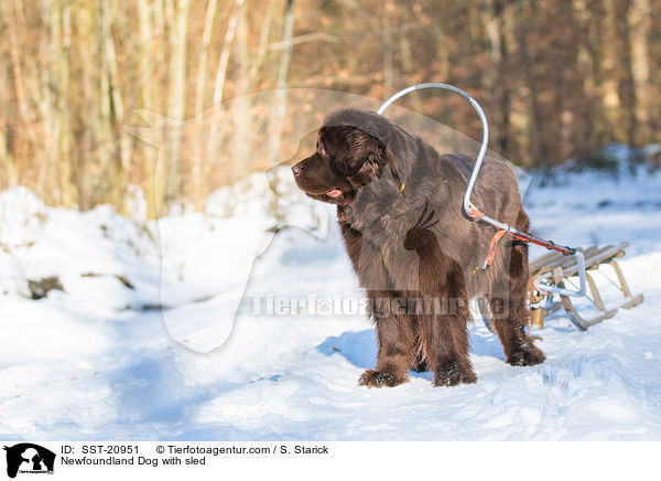 Neufundlnder vor dem Schlitten / Newfoundland Dog with sled / SST-20951