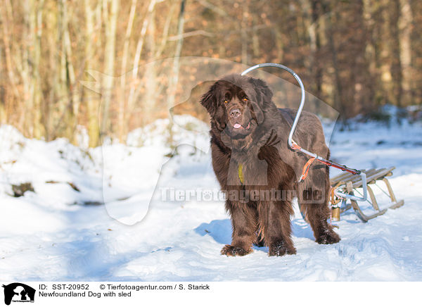 Neufundlnder vor dem Schlitten / Newfoundland Dog with sled / SST-20952