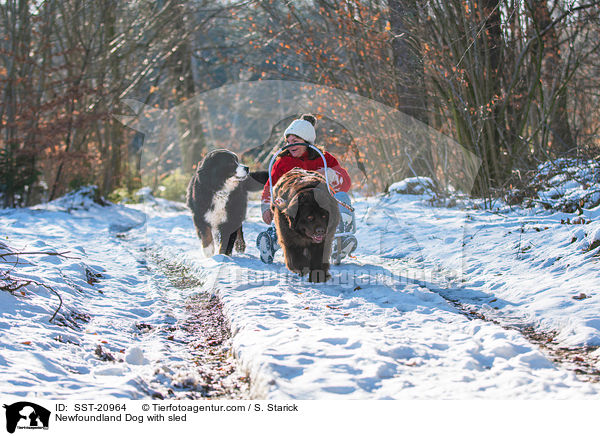 Neufundlnder vor dem Schlitten / Newfoundland Dog with sled / SST-20964