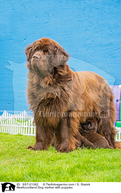Neufundlnder Mutter mit Welpen / Newfoundland Dog mother with puppies / SST-21382