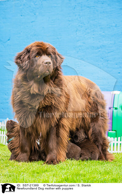 Neufundlnder Mutter mit Welpen / Newfoundland Dog mother with puppies / SST-21389
