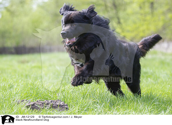 black Newfoundland Dog / JM-12129