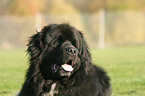 Newfoundland Dog