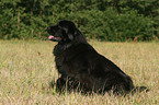 Newfoundland Dog