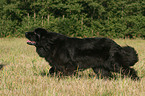 Newfoundland Dog