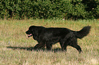 Newfoundland Dog