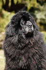 Newfoundland Dog