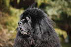 Newfoundland Dog