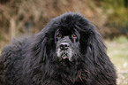 Newfoundland Dog