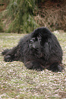 Newfoundland Dog