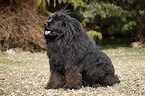 Newfoundland Dog