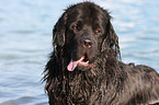 Newfoundland Dog