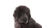 Newfoundland Dog