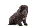 Newfoundland Dog