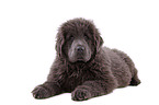 Newfoundland Dog