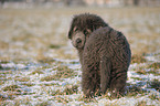 Newfoundland Dog