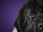 Newfoundland Dog