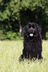 Newfoundland Dog