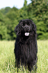 Newfoundland Dog