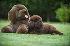 Newfoundland Dog