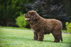 Newfoundland Dog