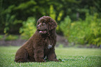 Newfoundland Dog