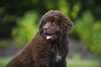 Newfoundland Dog