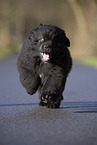 Newfoundland Dog