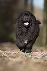 Newfoundland Dog