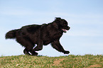 Newfoundland Dog