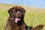 Newfoundland Dog portrait