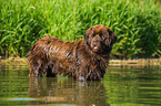 bathing Newfoundland Dog