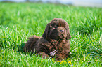 Newfoundlander Puppy