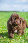 Newfoundlander Puppy