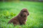 Newfoundlander Puppy