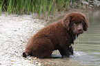 Newfoundland Dog Puppy