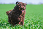 running Newfoundland Dog