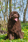 sitting Newfoundland Dog