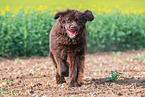 running Newfoundland Dog