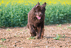 running Newfoundland Dog