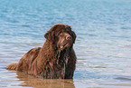 bathing Newfoundland Dog