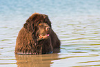 bathing Newfoundland Dog