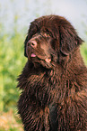 Newfoundland Dog Portrait