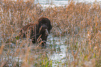 bathing Newfoundland Dog