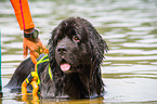 Newfoundland is trained as a water rescue dog